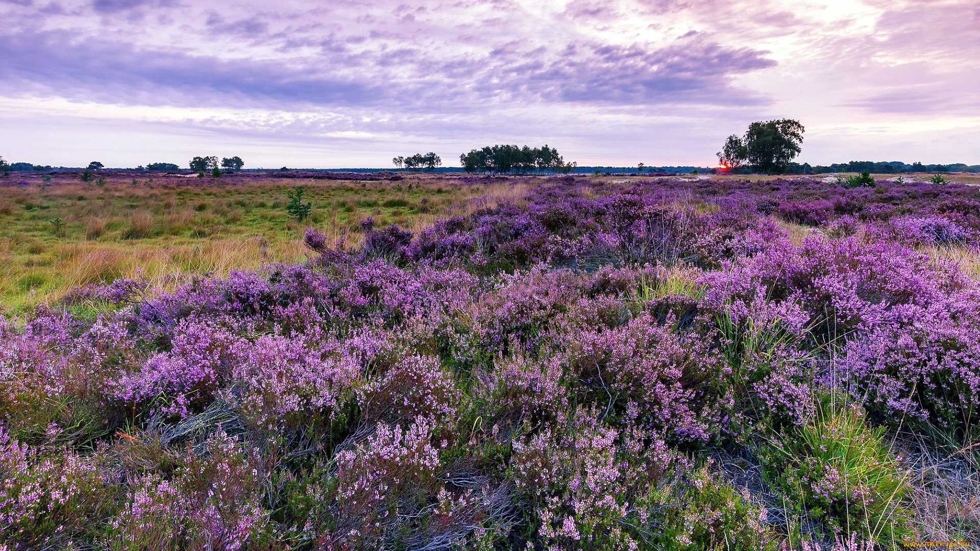 kalmthout heath, belgium, , , kalmthout, heath
